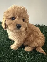 Penny, a female Cavapoo for sale in Pleasantville, TN – 2 of 7