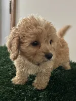 Louie, a male Cavapoo for sale in Pleasantville, TN – 2 of 8