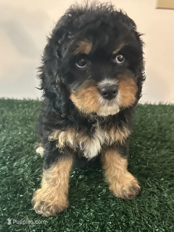 Stella – Cavapoo puppy for sale in Pleasantville, TN