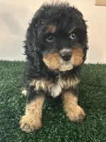 Stella, a female Cavapoo for sale in Pleasantville, TN – 1 of 7