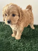 Max, a male Cavapoo for sale in Pleasantville, TN – 5 of 8