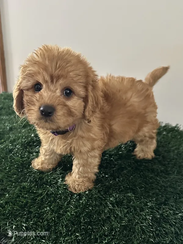 Bear, a male Cavapoo for sale in Pleasantville, TN – 1 of 8