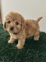 Bear, a male Cavapoo for sale in Pleasantville, TN – 1 of 8