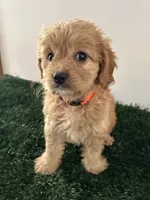 Max, a male Cavapoo for sale in Pleasantville, TN – 4 of 8