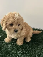 Louie, a male Cavapoo for sale in Pleasantville, TN – 3 of 8