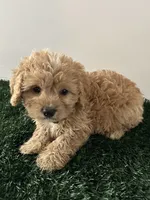Louie, a male Cavapoo for sale in Pleasantville, TN – 5 of 8