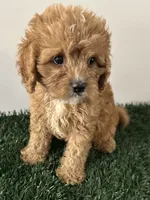 Molly, a female Cavapoo for sale in Pleasantville, TN – 2 of 7