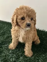 Molly, a female Cavapoo for sale in Pleasantville, TN – 3 of 7