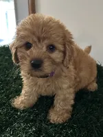 Bear, a male Cavapoo for sale in Pleasantville, TN – 2 of 8