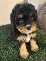 Stella, a female Cavapoo for sale in Pleasantville, TN – 2 of 7