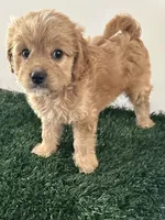 Max, a male Cavapoo for sale in Pleasantville, TN – 3 of 8