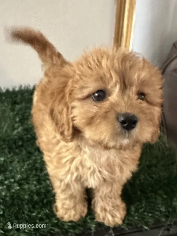 Penny – Cavapoo puppy for sale in Pleasantville, TN