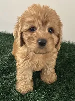 Bear, a male Cavapoo for sale in Pleasantville, TN – 3 of 8