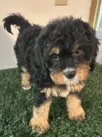 Stella, a female Cavapoo for sale in Pleasantville, TN – 4 of 7