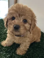Bear, a male Cavapoo for sale in Pleasantville, TN – 5 of 8