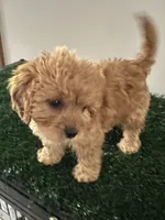 Penny, a female Cavapoo for sale in Pleasantville, TN – 5 of 7
