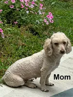 Penny, a female Cavapoo for sale in Pleasantville, TN – 6 of 7
