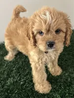Champ, a male Cavapoo for sale in Pleasantville, TN – 4 of 7
