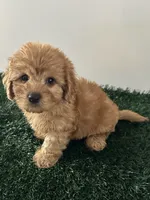 Bear, a male Cavapoo for sale in Pleasantville, TN – 6 of 8