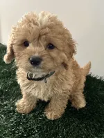 Louie, a male Cavapoo for sale in Pleasantville, TN – 6 of 8