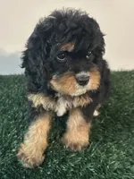 Stella, a female Cavapoo for sale in Pleasantville, TN – 3 of 7