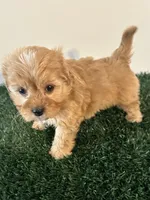 Max, a male Cavapoo for sale in Pleasantville, TN – Photo 7 of 9