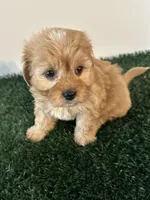 Max, a male Cavapoo for sale in Pleasantville, TN – Photo 5 of 9