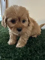 Max, a male Cavapoo for sale in Pleasantville, TN – Photo 3 of 9