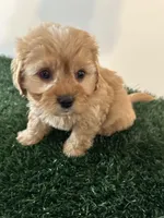 Max, a male Cavapoo for sale in Pleasantville, TN – Photo 6 of 9