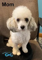 Max, a male Cavapoo for sale in Pleasantville, TN – Photo 8 of 9