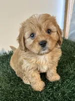 Max, a male Cavapoo for sale in Pleasantville, TN – Photo 2 of 9