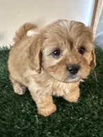 Max, a male Cavapoo for sale in Pleasantville, TN – Photo 1 of 9