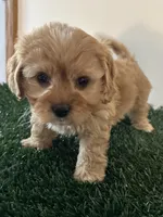 Max, a male Cavapoo for sale in Pleasantville, TN – Photo 4 of 9