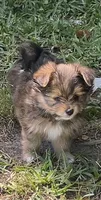 Cookie, a female Pomeranian and Yorkshire Terrier for sale in Augusta, GA – 1 of 1