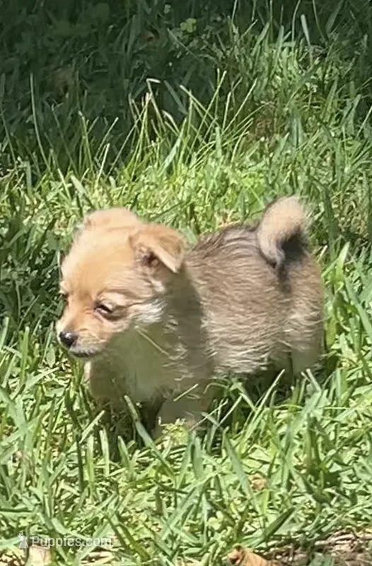 Coco – Pomeranian, Yorkshire Terrier puppy for sale in Augusta, GA