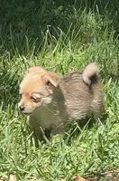Coco, a female Pomeranian and Yorkshire Terrier for sale in Augusta, GA – 1 of 1