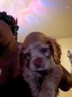 Sun fire coco cream almond, a female Cocker Spaniel for sale in Killeen, TX – 4 of 4