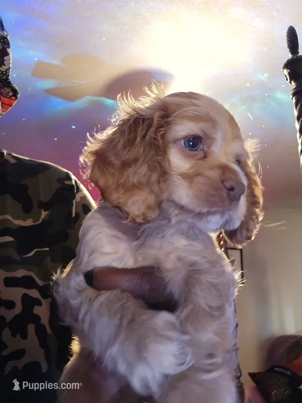 Sun fire coco cream almond – Cocker Spaniel puppy for sale in Killeen, TX