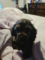 Coco, a female Cocker Spaniel for sale in Killeen, TX – 2 of 4