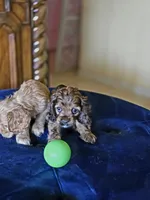 Coco cream sunfire, a male Cocker Spaniel for sale in Killeen, TX – 9 of 10