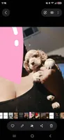 CREAM, a male Cocker Spaniel for sale in Killeen, TX – 5 of 5
