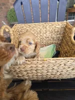 CREAM, a male Cocker Spaniel for sale in Killeen, TX – 3 of 5