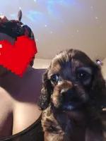 Sun fire coco cream almond, a female Cocker Spaniel for sale in Killeen, TX – 2 of 4