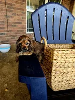 Coco, a female Cocker Spaniel for sale in Killeen, TX – 2 of 3