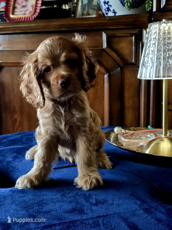 Cream – Cocker Spaniel puppy for sale in Killeen, TX
