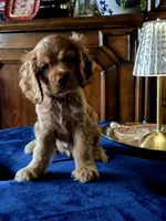 Cream, a male Cocker Spaniel for sale in Killeen, TX – 1 of 3