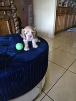 Cream, a female Cocker Spaniel for sale in Killeen, TX – 3 of 5