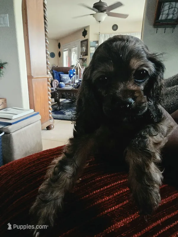 Coco – Cocker Spaniel puppy for sale in Killeen, TX