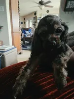 Coco, a female Cocker Spaniel for sale in Killeen, TX – 1 of 2