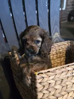 Coco, a female Cocker Spaniel for sale in Killeen, TX – 3 of 4